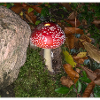 L’Amanita muscaria / Amanite tue-mouches