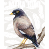 Myna Bird Collection – Elegance Meets Ethereal