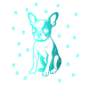 Boston Terrier with small paws