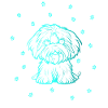 Havanese with small paws