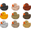 Ethnic Ducks