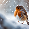 Robin in the snow
