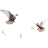 Heaven Dove Light