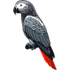 Grey Parrot