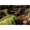 Black Forest Forest Stream