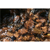 Black Forest Forest Stream