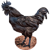 Ayam Cemani Hahn
