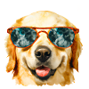 Golden Retriever Illustration