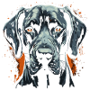Great Dane