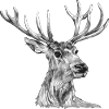 Cerf