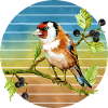 Bunter Vogel