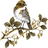 Oiseau