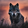 Wolf Photography