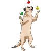 Meerkat juggler juggling