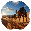 Travel with a camel caravan