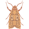Aborigène