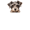 Dog Miniature Schnauzer