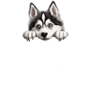 Dog Husky