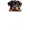 Dog Rottweiler