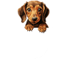 Dog Dachshund Dachshund