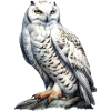 SnowyOwl 03