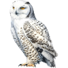 SnowyOwl 02