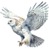 SnowyOwl 04