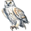 SnowyOwl 05