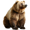 Brown bears are omnivores