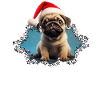 Kekse oder Dich? Mops-Wunsch!