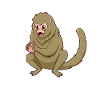 Kawaii pygmy marmoset
