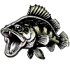Zander Angeln Raubfisch Fisch