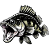 sandre, pêche, poisson prédateur, poisson
