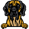 Great Dane Grandeur: Majestic Companionship