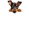 Chien Doberman