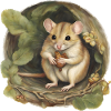 Dormouse sitting