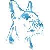 French Bulldog blue