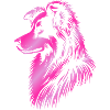 Herding dog pink