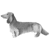 Dachshund - Dachshund Longhaired