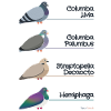Nome latino del piccione - Columba Livia