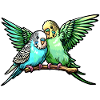 Budgies Parakeets Birds