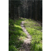 GREEN WAY