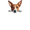 Dog Basenji