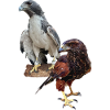 Hawks