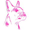 French bulldog drawing head pink