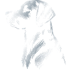 Labrador Drawing Head Silver