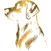 Labrador drawing head gold