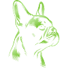 French Bulldog Drawing Head Green