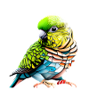 Budgie Bird Bird Owner Cockatiel
