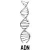 Vélo ADN